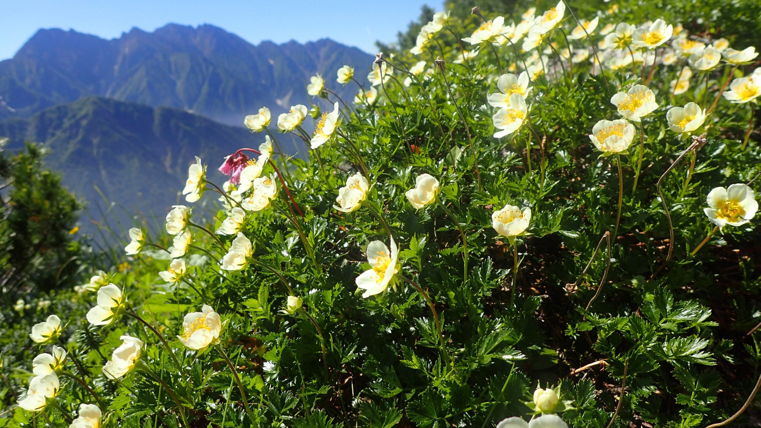 山の花の記憶 チングルマ 届けハピネス